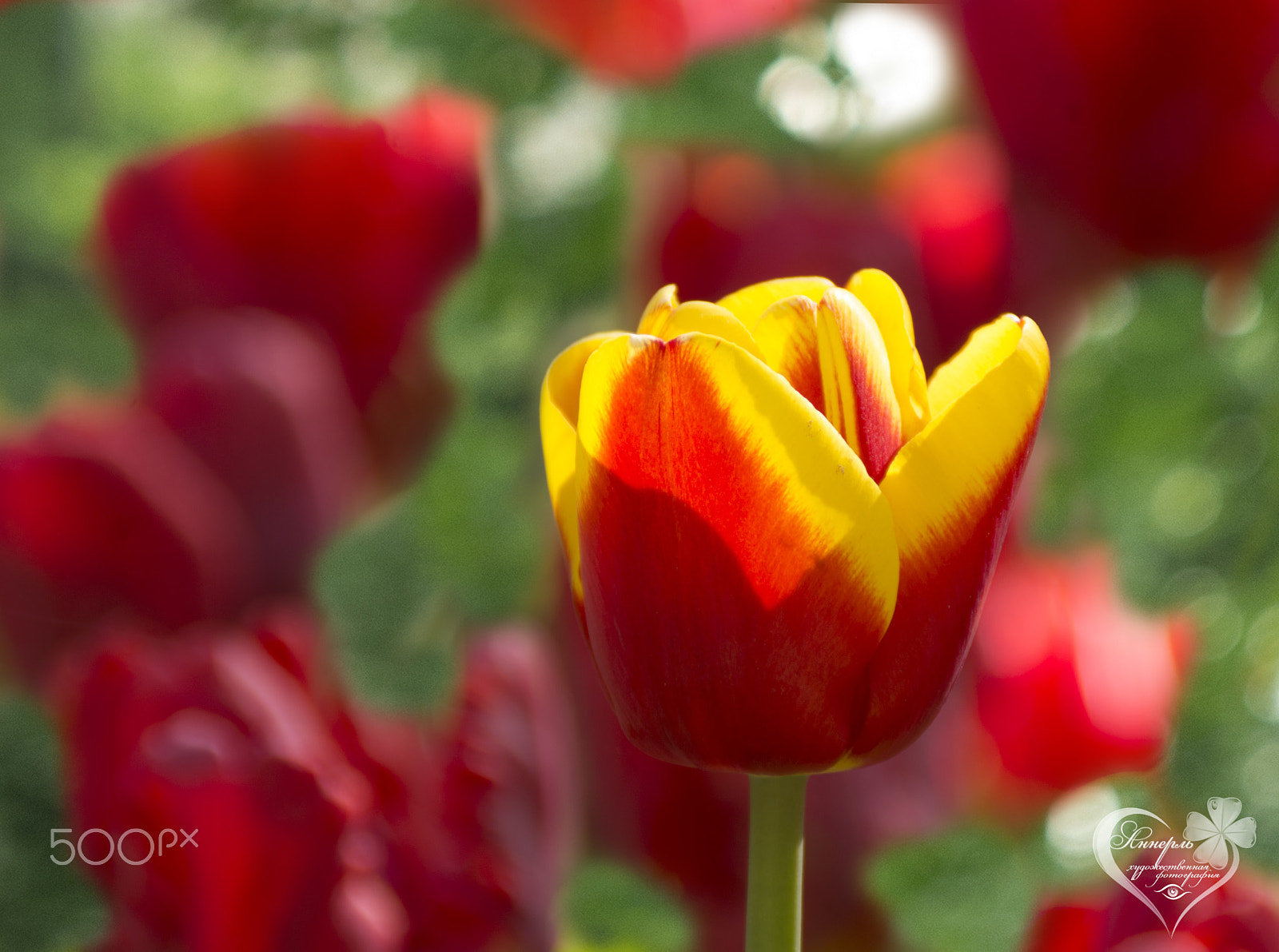 Tamron AF 18-200mm F3.5-6.3 XR Di II LD Aspherical (IF) Macro sample photo. Тюльпан photography