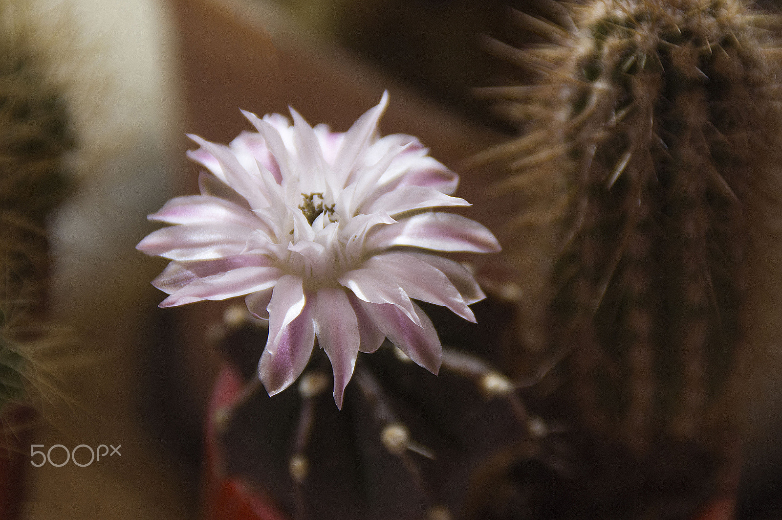 Tamron AF 18-200mm F3.5-6.3 XR Di II LD Aspherical (IF) Macro sample photo. Кактус photography