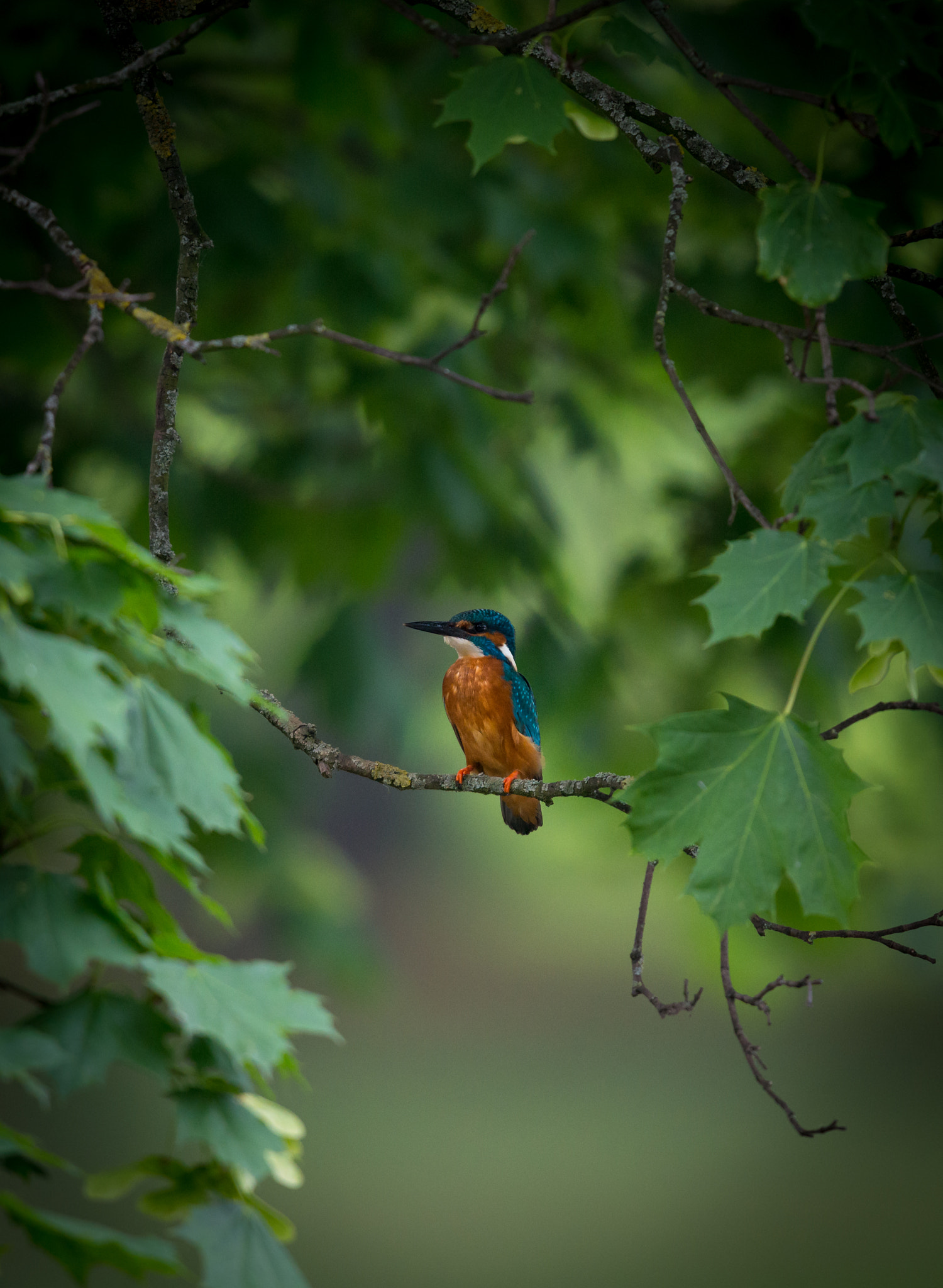 Nikon AF-S Nikkor 400mm F2.8G ED VR II sample photo. Eisvogeltree photography