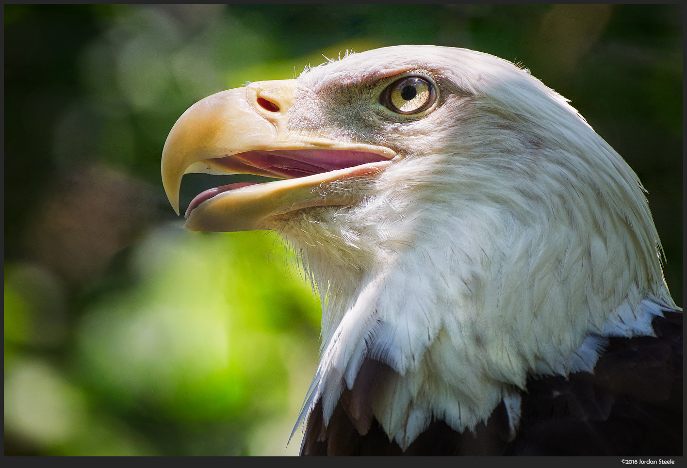 LEICA DG 100-400/F4.0-6.3 sample photo. Bald eagle photography