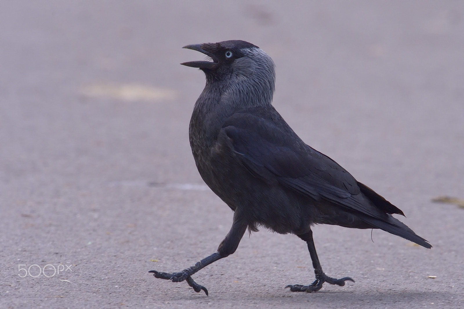 Nikon AF-S Nikkor 400mm F2.8G ED VR II sample photo. European jackdaw photography