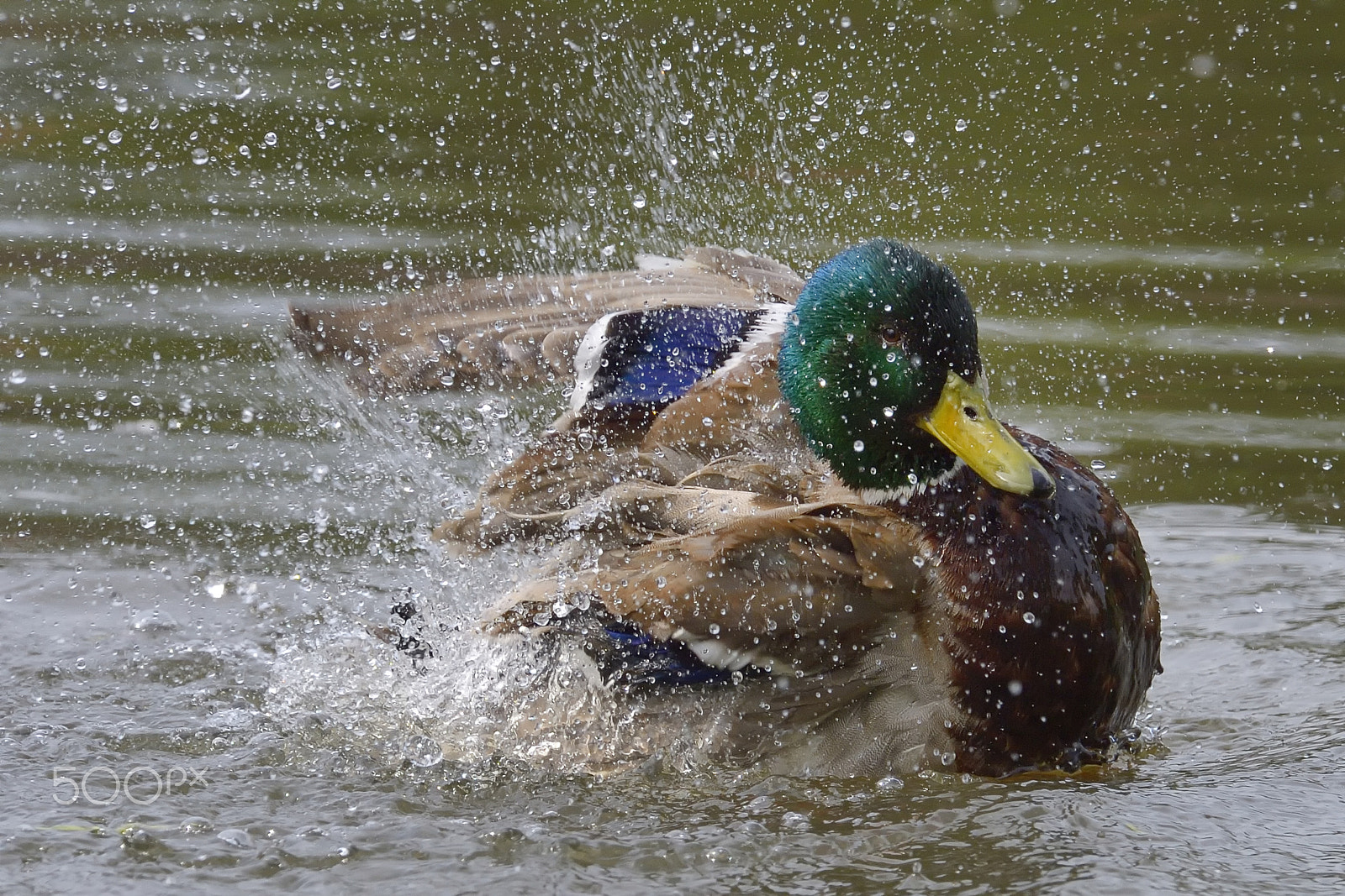 Nikon AF-S Nikkor 400mm F2.8G ED VR II sample photo. Mallard enjoying a bath. photography