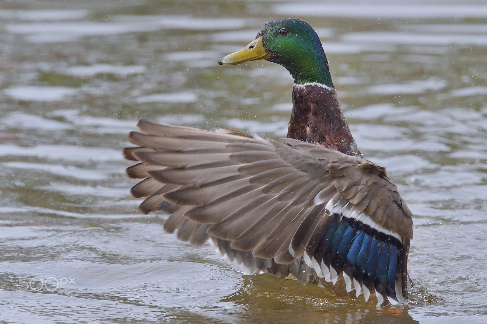 Nikon AF-S Nikkor 400mm F2.8G ED VR II sample photo. Mallard flapping it's wings photography