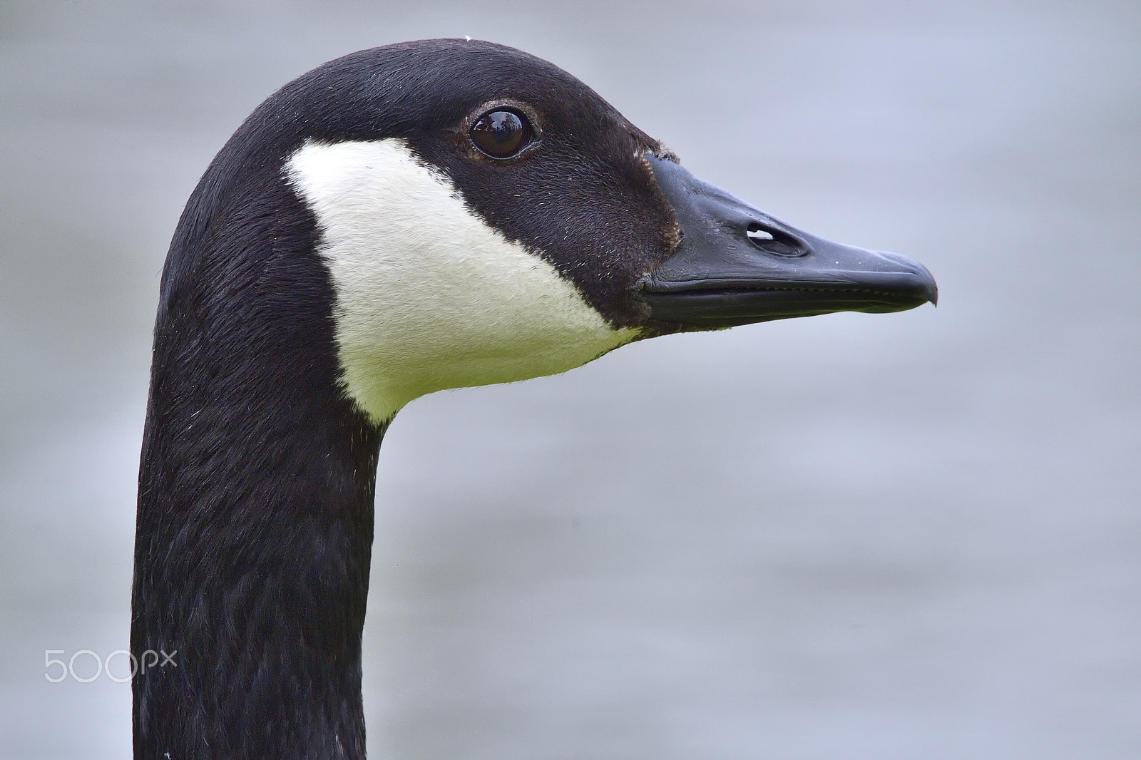 Nikon AF-S Nikkor 400mm F2.8G ED VR II sample photo. Portrait of a canadian goose photography