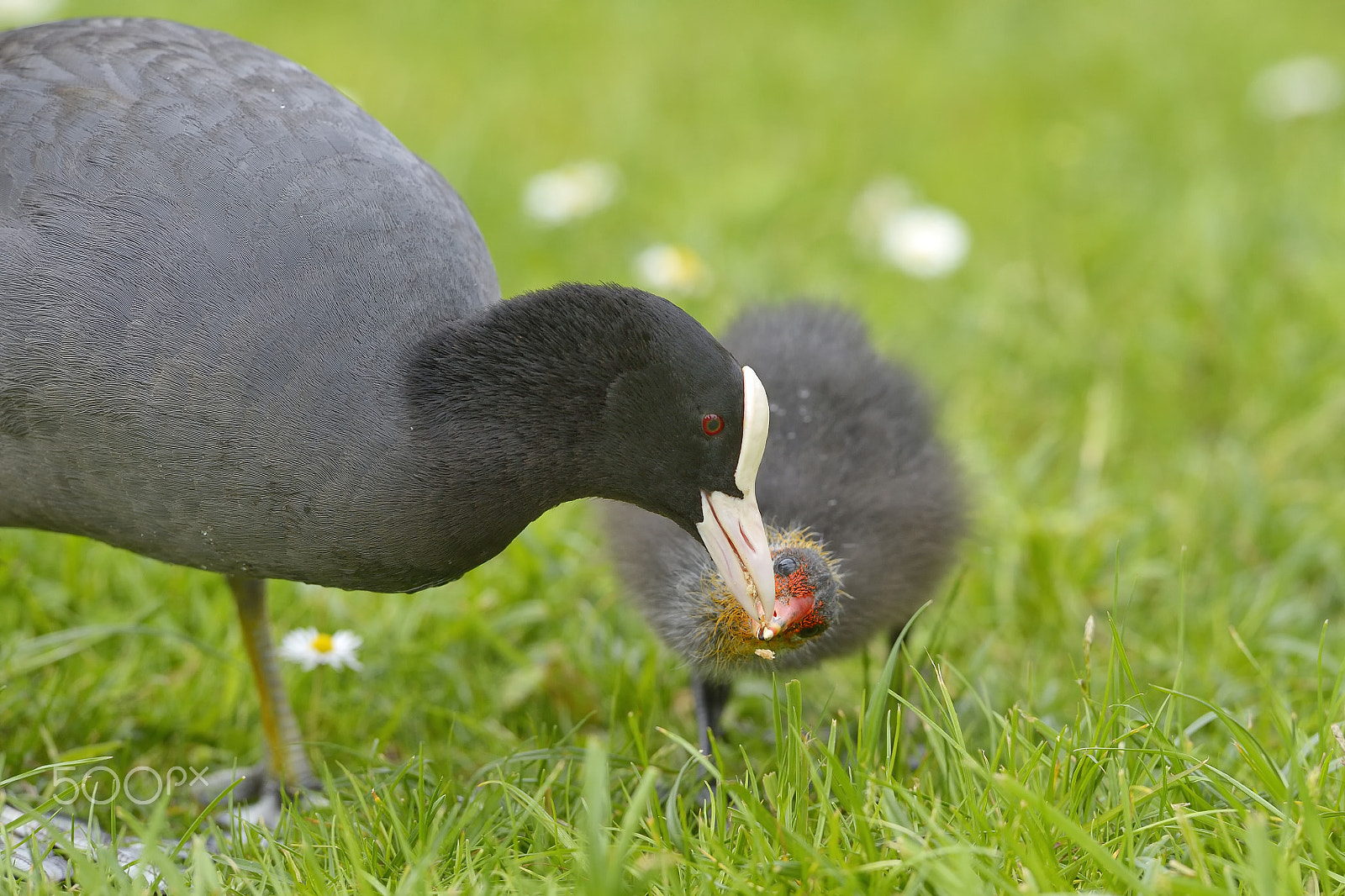 Nikon AF-S Nikkor 400mm F2.8G ED VR II sample photo. Eurasian coot feeding chick. photography