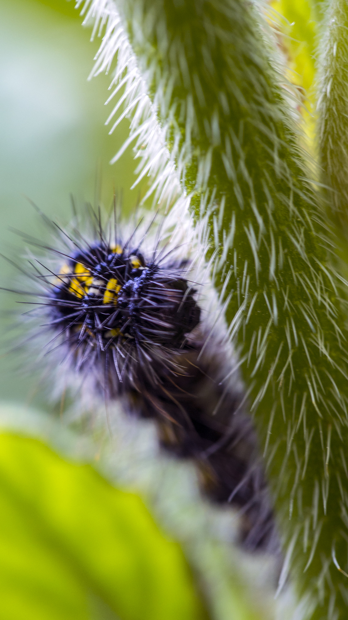 Olympus PEN E-PM2 sample photo. Caterpillar  photography