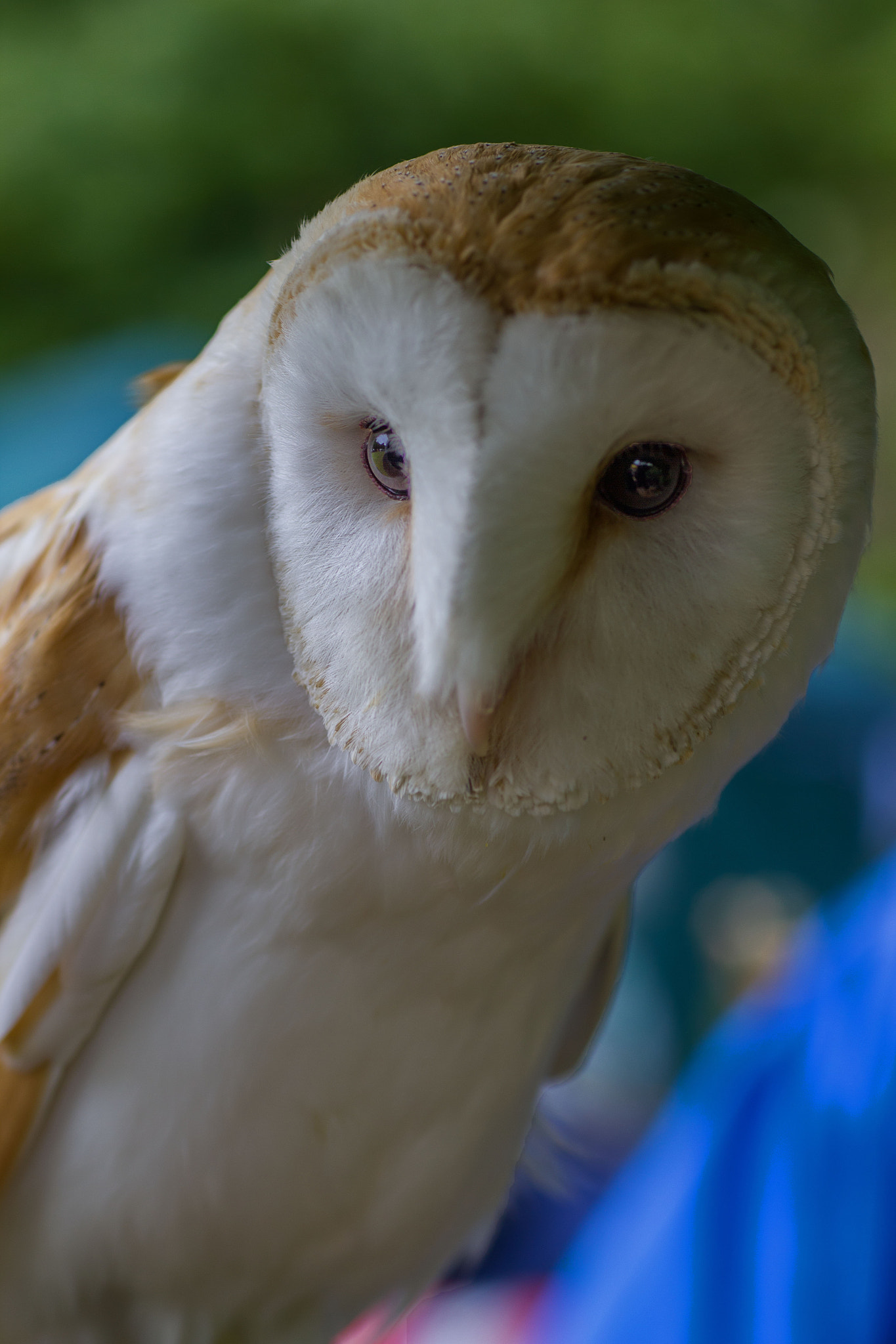 Sigma 50mm f/1.4 EX DG HSM + 1.4x sample photo. Little owl photography