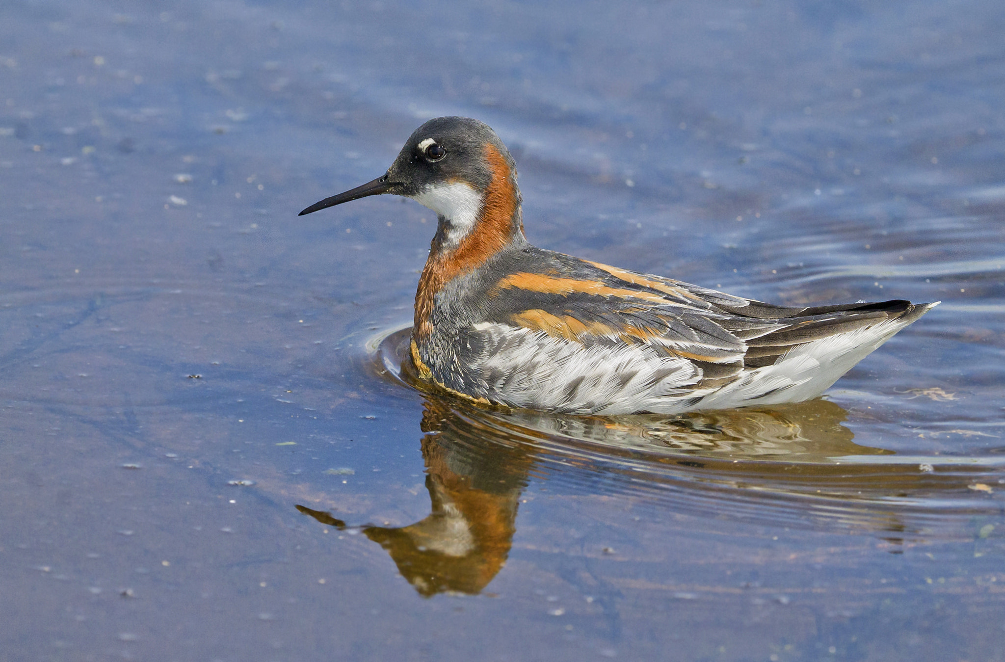 Canon EOS 1100D (EOS Rebel T3 / EOS Kiss X50) + Canon EF 100-400mm F4.5-5.6L IS USM sample photo. Red-necked phalarope photography