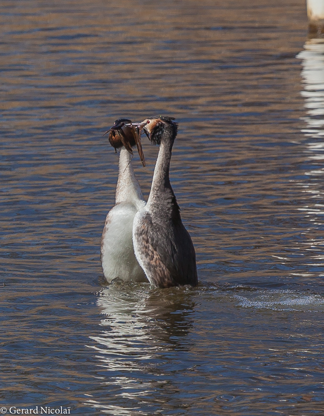 Canon EF 300mm F2.8L IS USM sample photo. Great crested grebe offering of nesting material photography