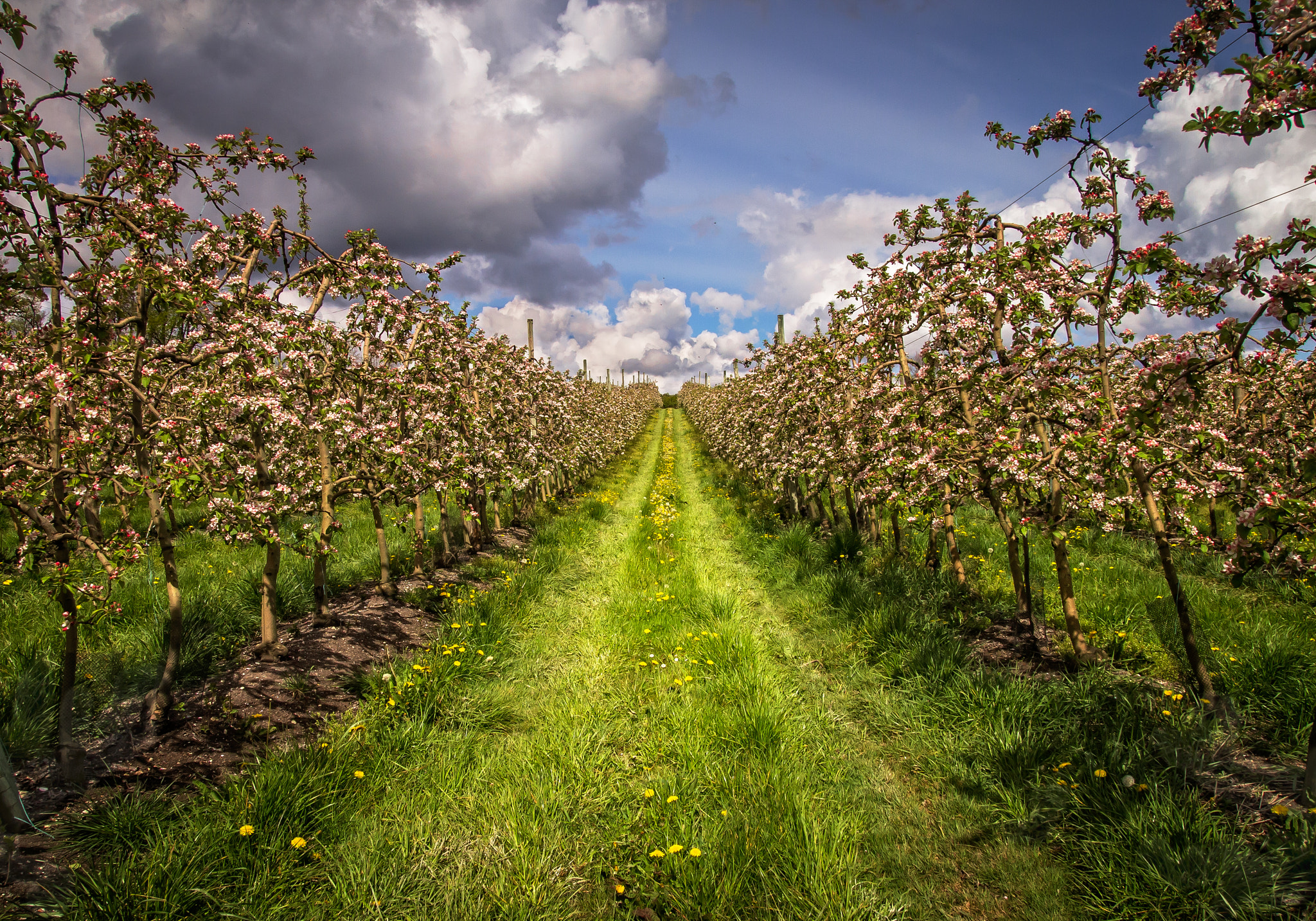 Olympus PEN E-P3 sample photo. Apple rows photography