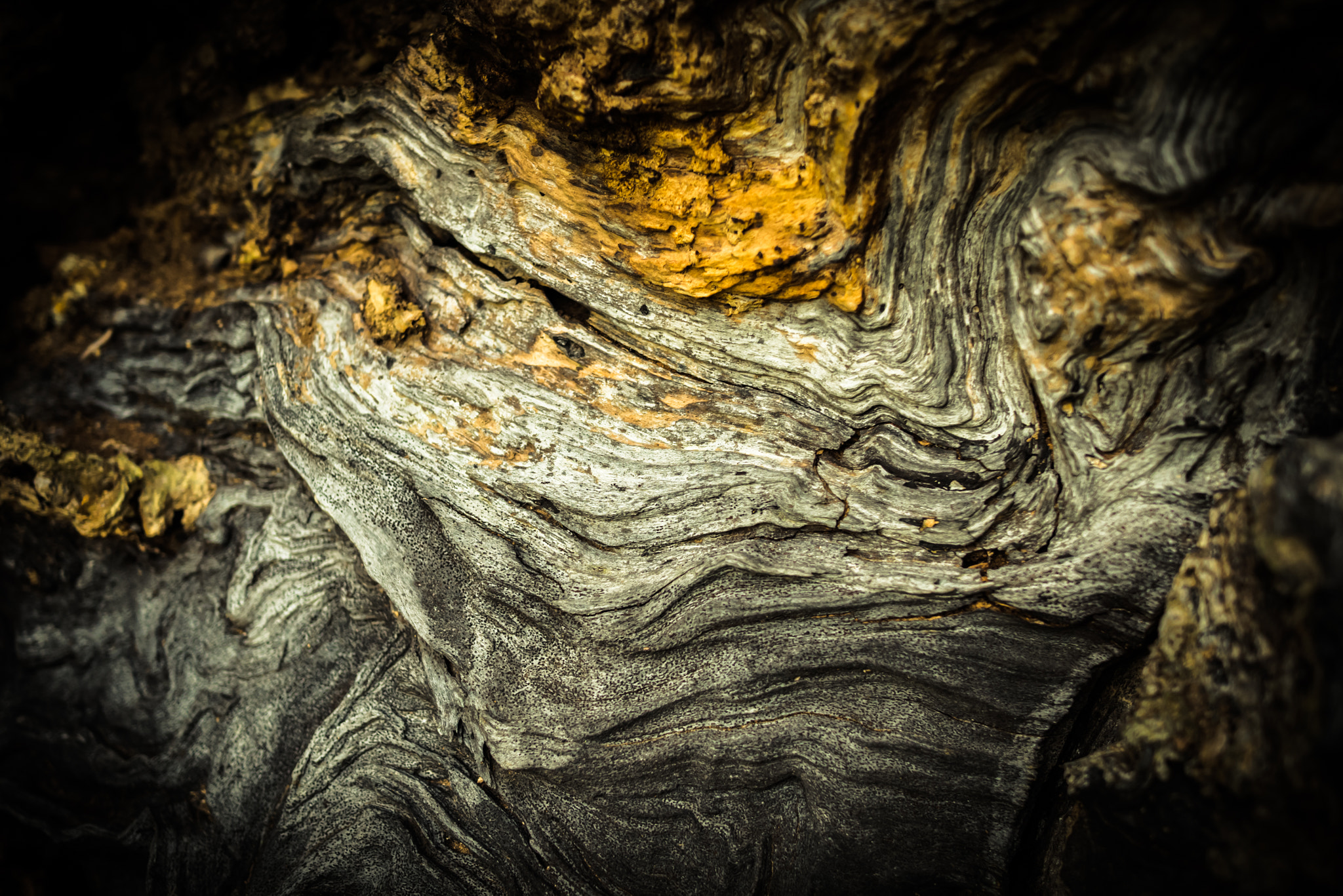 Panasonic Lumix DMC-GX7 + Panasonic Lumix G 20mm F1.7 ASPH sample photo. Fallen tree wood texture 1 photography