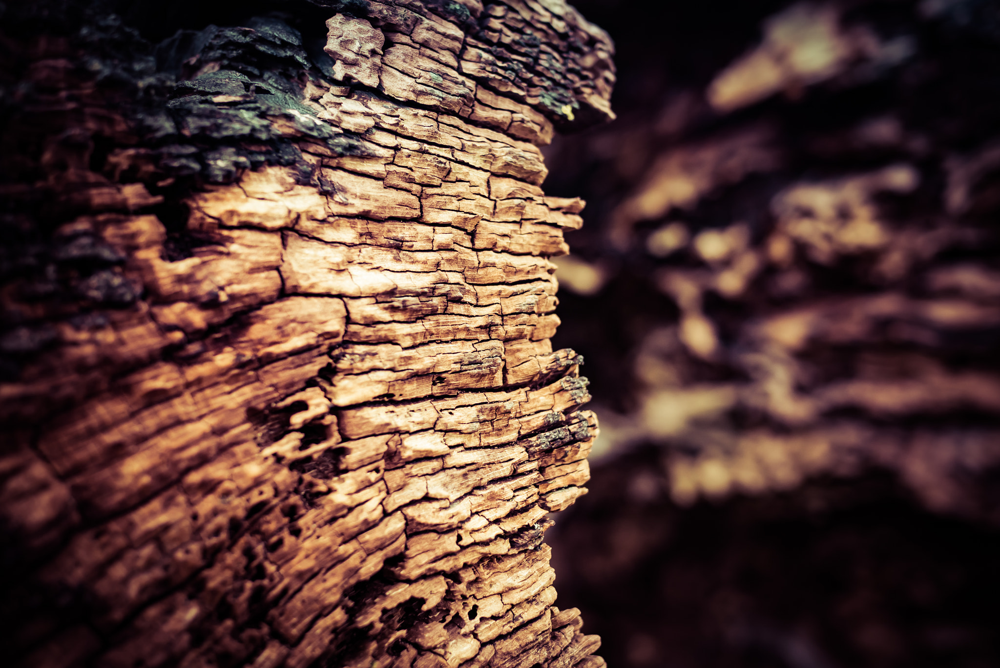 Panasonic Lumix DMC-GX7 + Panasonic Lumix G 20mm F1.7 ASPH sample photo. Fallen tree wood texture 3 photography