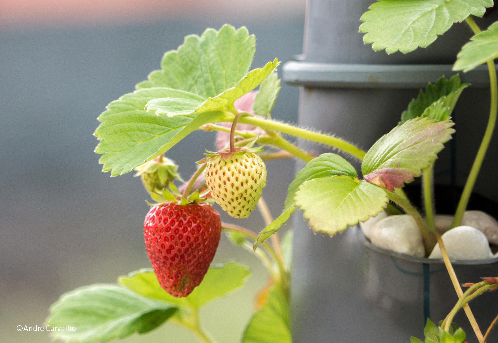 24-240mm F3.5-6.3 OSS sample photo. Strawberry's photography