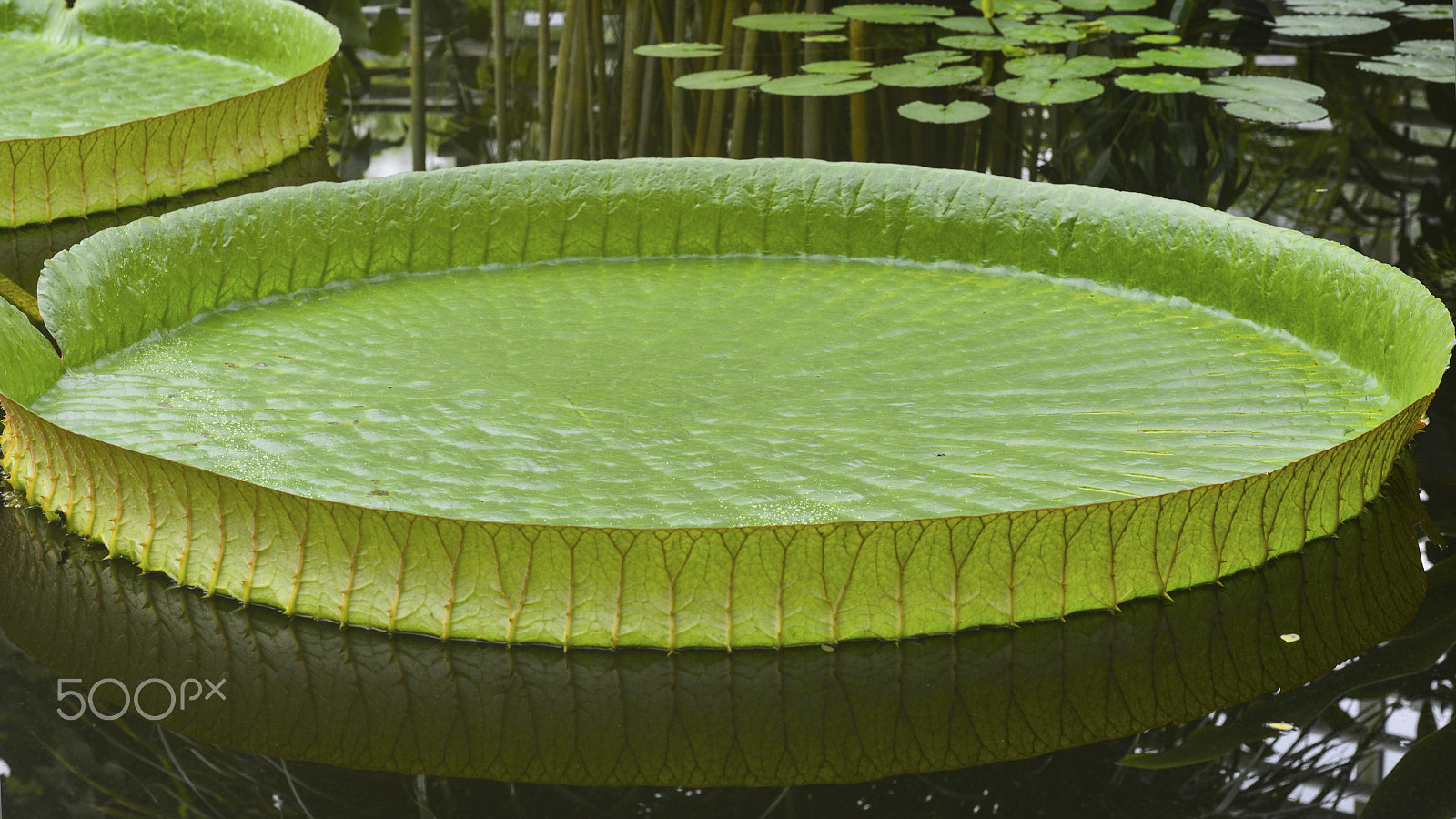Nikon D800E sample photo. Large tropical water plant photography