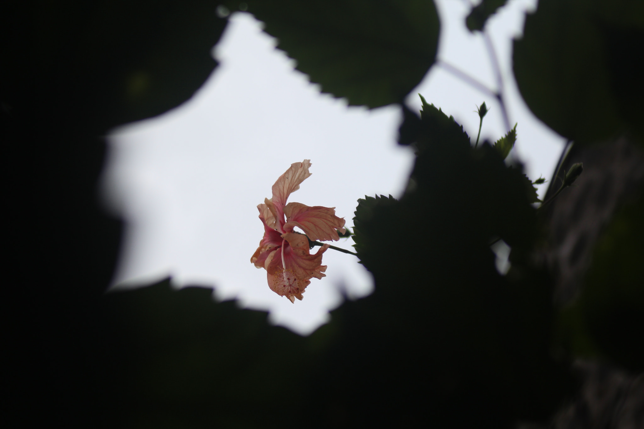 Tamron AF 28-200mm F3.8-5.6 XR Di Aspherical (IF) Macro sample photo. Tropical flora photography