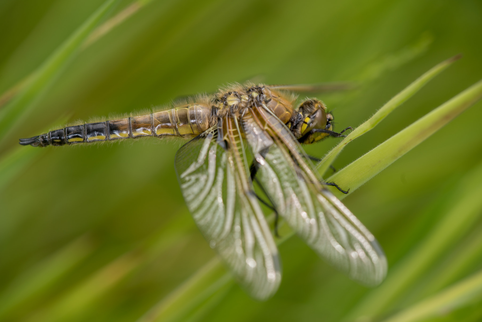 Sigma 150mm F2.8 EX DG Macro HSM sample photo. Four spotted chaser photography