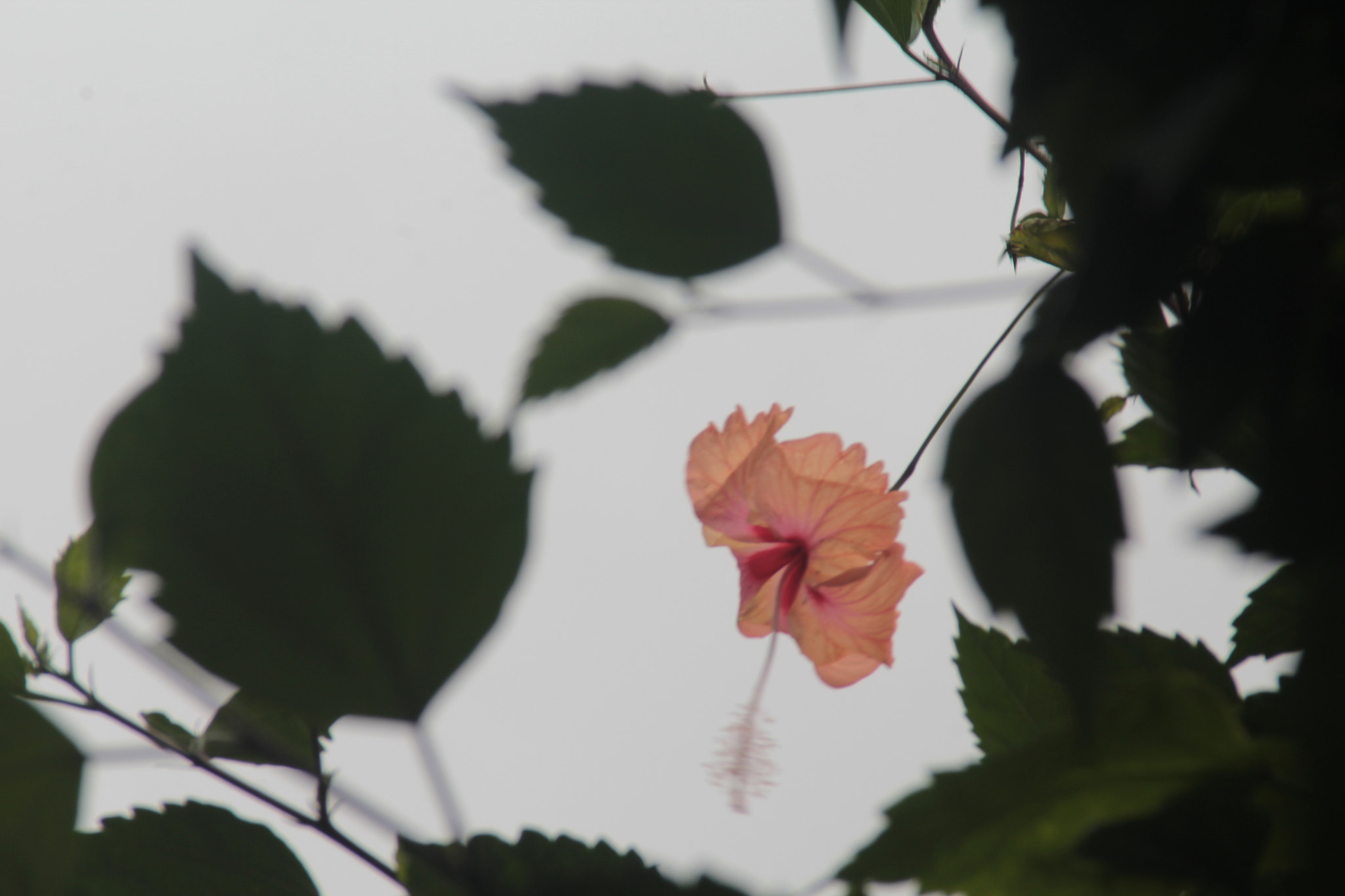Tamron AF 28-200mm F3.8-5.6 XR Di Aspherical (IF) Macro sample photo. Tropical flora photography