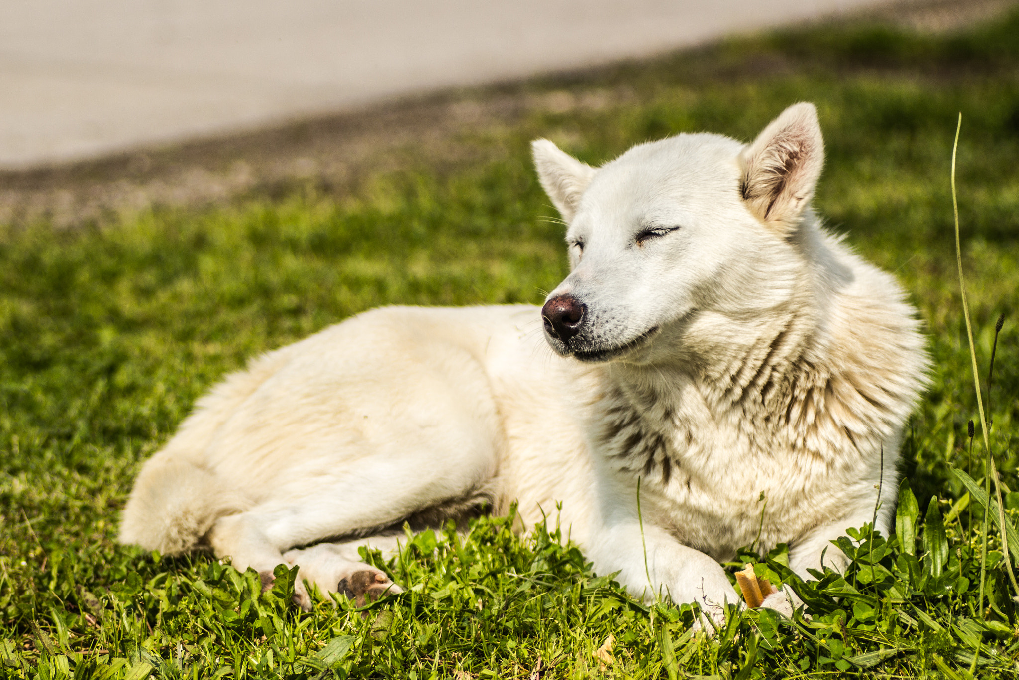 Canon EOS 700D (EOS Rebel T5i / EOS Kiss X7i) + Tamron SP AF 90mm F2.8 Di Macro sample photo. Dog photography