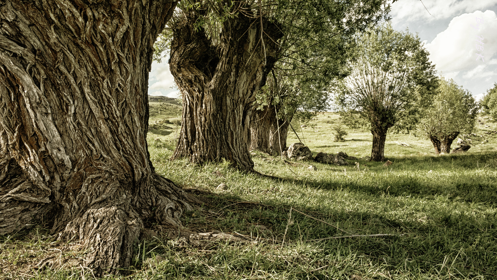 Samsung NX 16mm F2.4 Pancake sample photo. Nonexistent forest ii photography