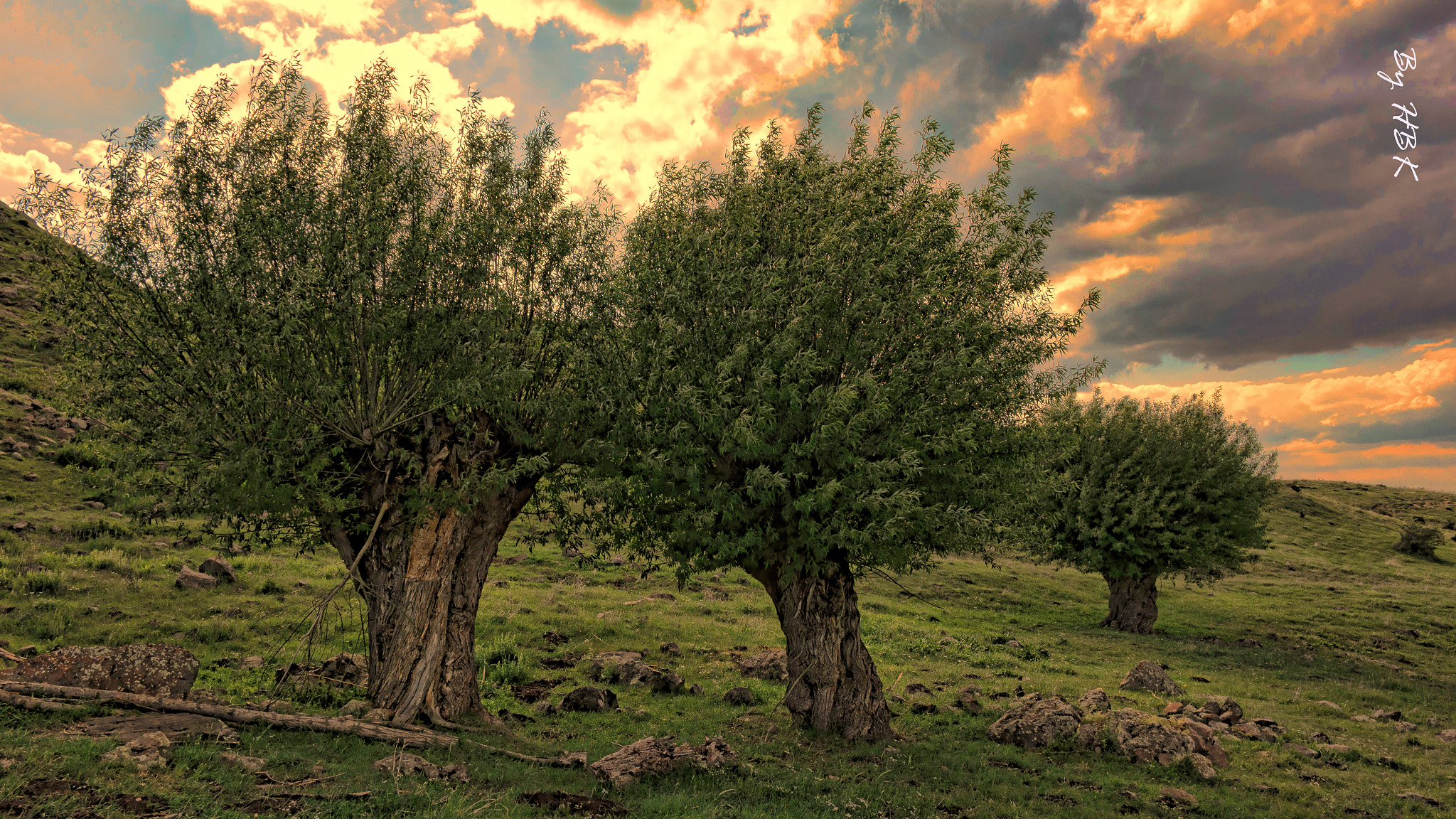 Samsung NX 16mm F2.4 Pancake sample photo. Nonexistent forest photography