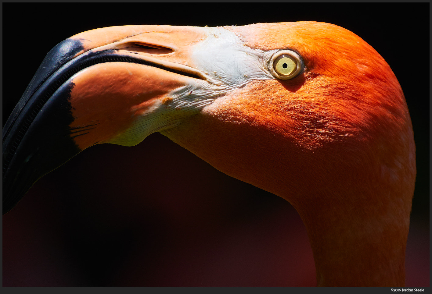 Olympus OM-D E-M10 II + LEICA DG 100-400/F4.0-6.3 sample photo. Flamingo portrait photography