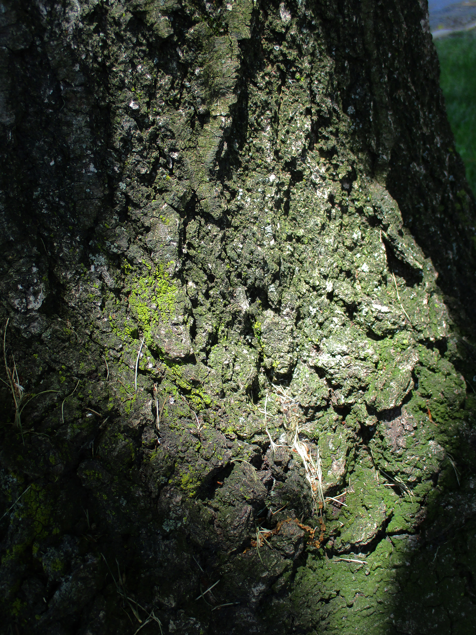 Canon PowerShot ELPH 160 (IXUS 160 / IXY 150) sample photo. Tree trunk photography