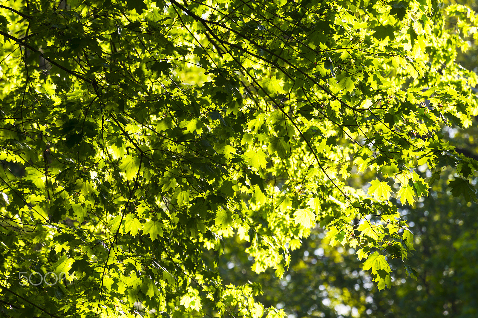 Canon EOS-1D Mark IV + Canon EF 100-400mm F4.5-5.6L IS USM sample photo. Clean green foliage color of trees in the rays of the setting su photography