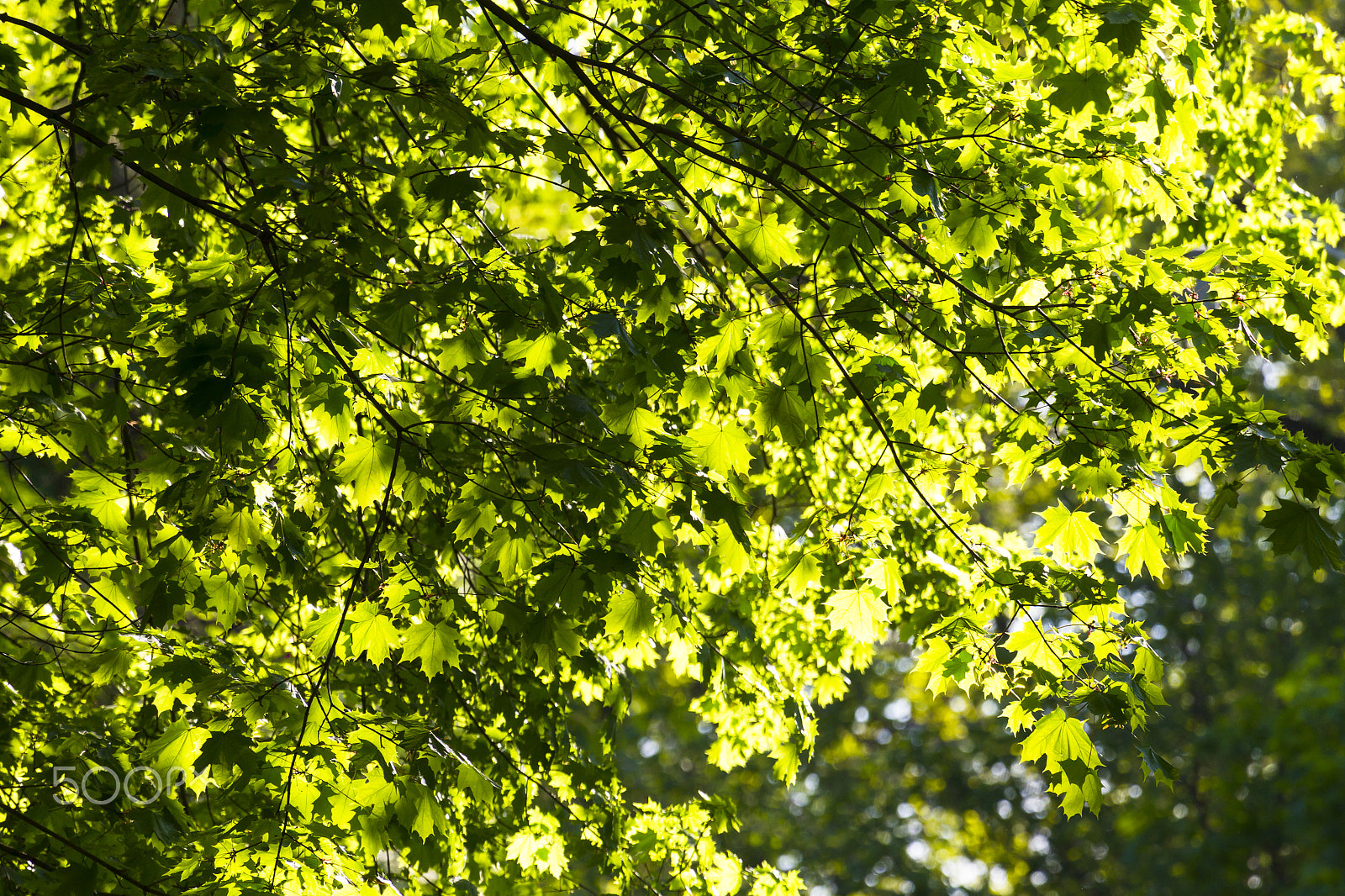 Canon EF 100-400mm F4.5-5.6L IS USM sample photo. Clean green foliage color of trees in the rays of the setting su photography