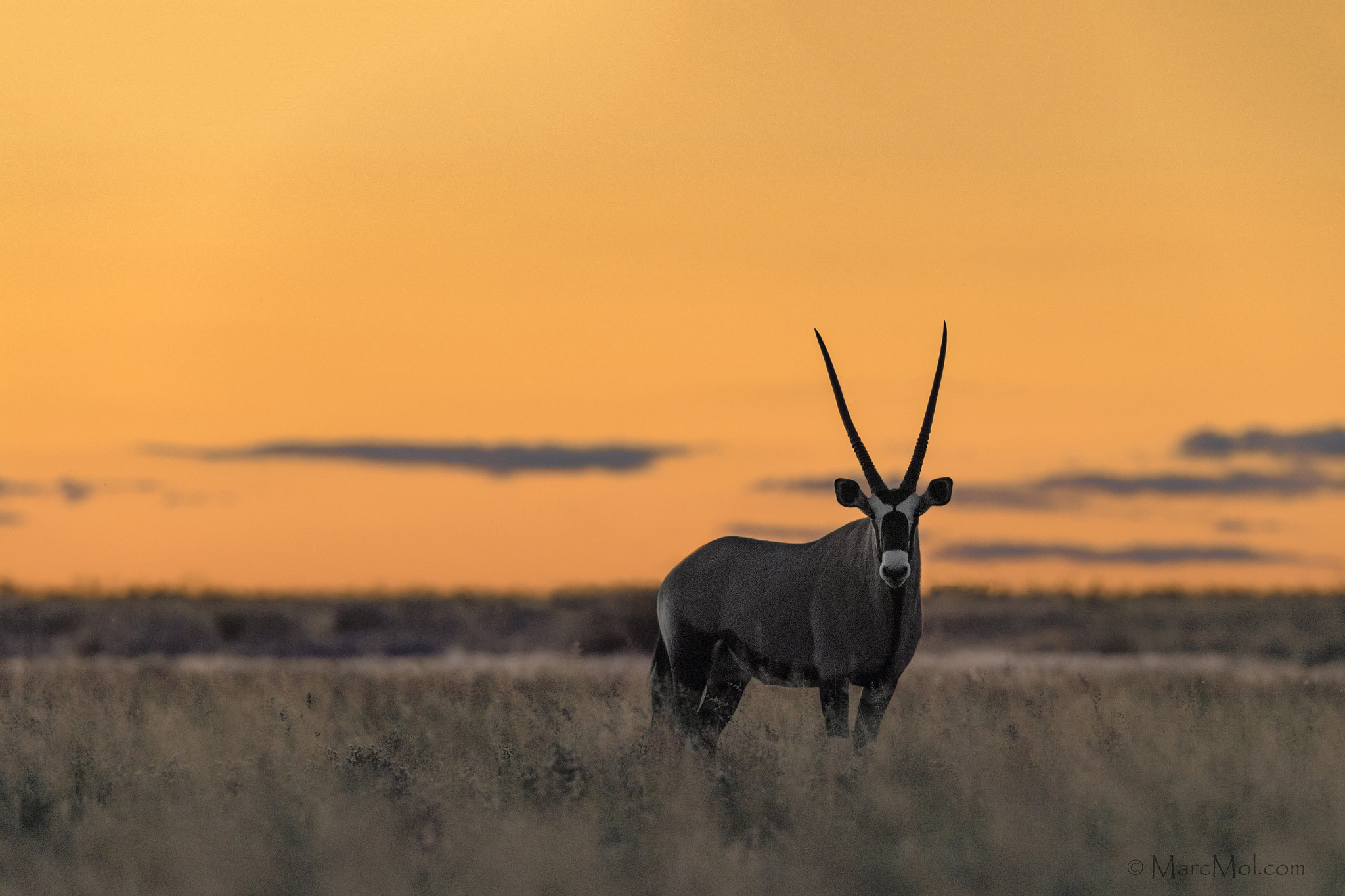 Nikon AF-S Nikkor 400mm F2.8E FL ED VR sample photo. Kalahari gemsbok photography