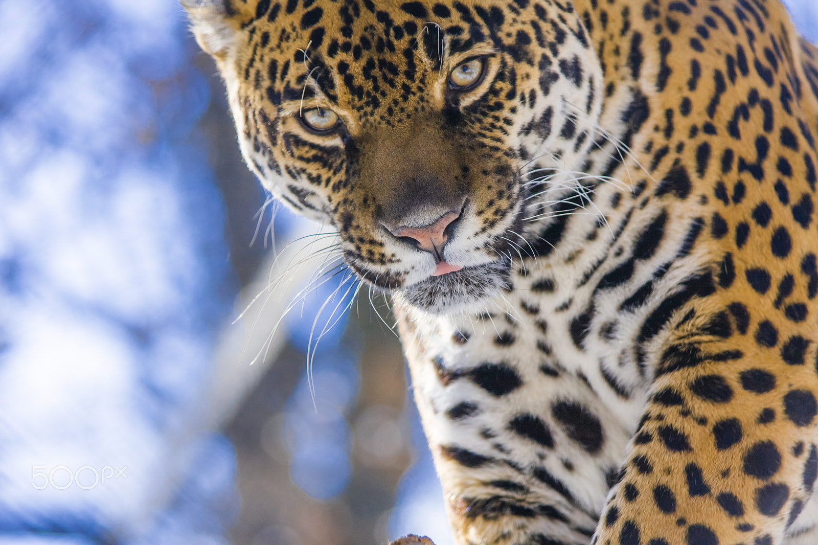 Canon EF 70-300mm F4-5.6 IS USM sample photo. Jaguar look photography