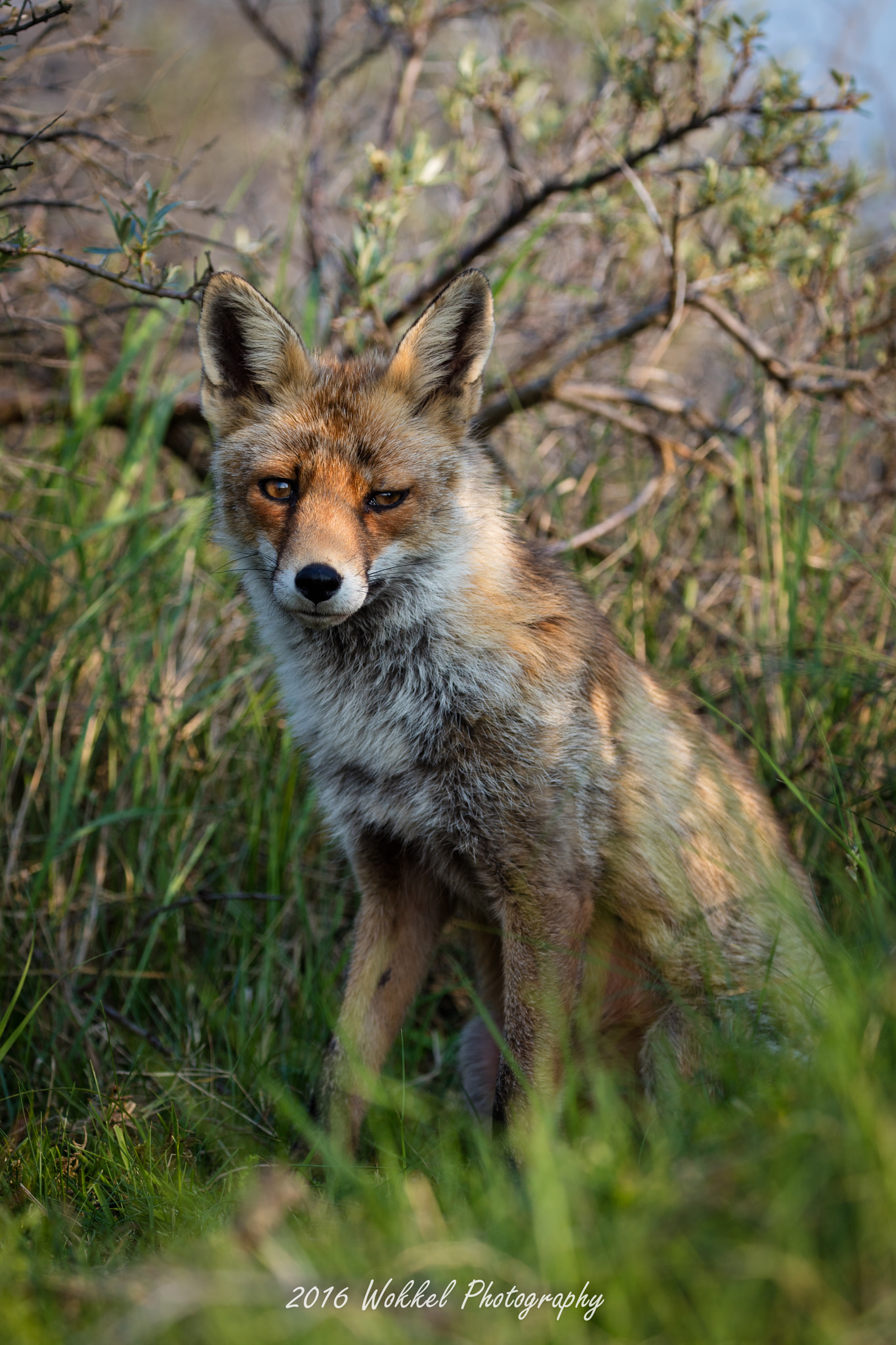 Canon EF 100-400mm F4.5-5.6L IS II USM sample photo. Foxy photography