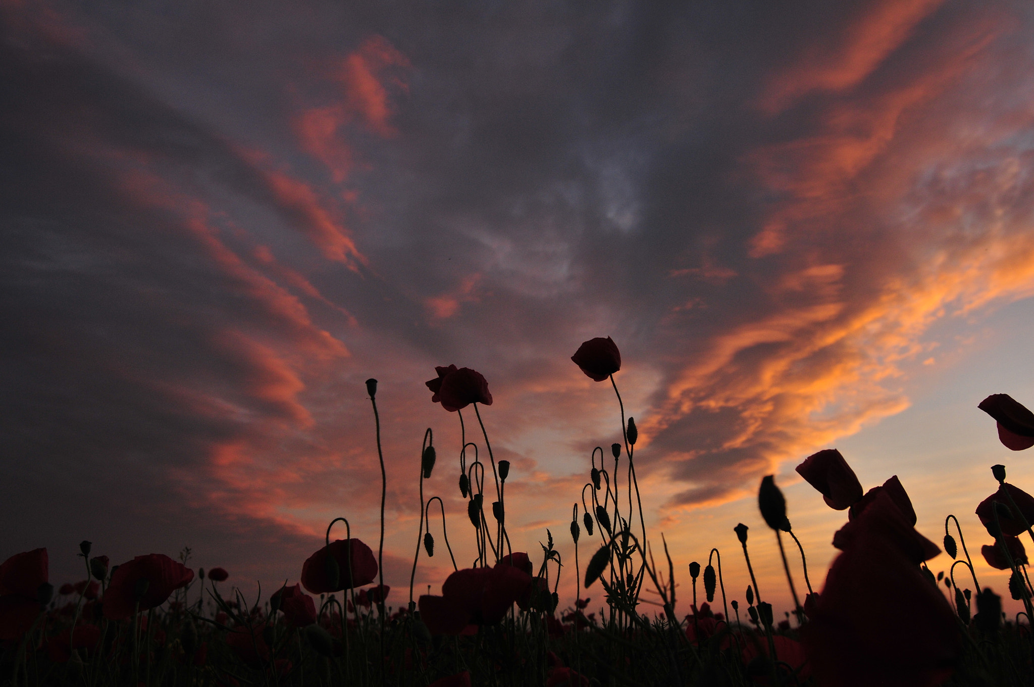 Nikon AF-S Nikkor 16-35mm F4G ED VR sample photo. Sunset in poppies fields photography