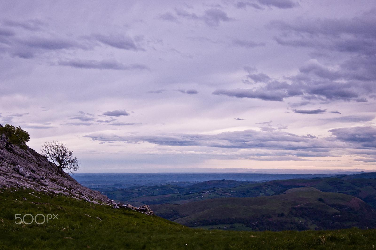 Nikon D50 sample photo. Violet photography