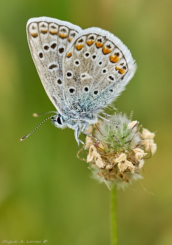 Sony ILCA-77M2 + 150mm F2.8 sample photo. Polyommatus icarus photography