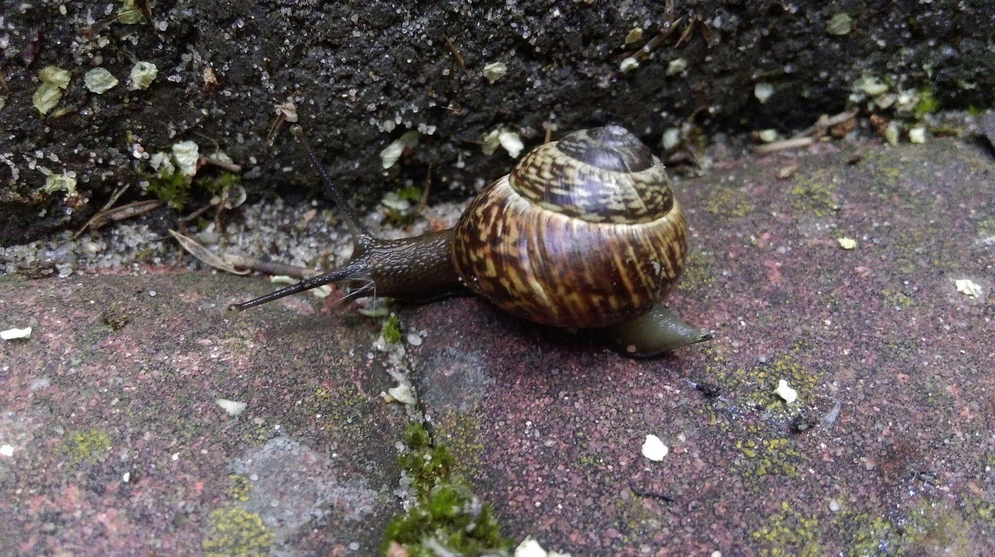 HTC DESIRE 820 sample photo. Mr snail  photography