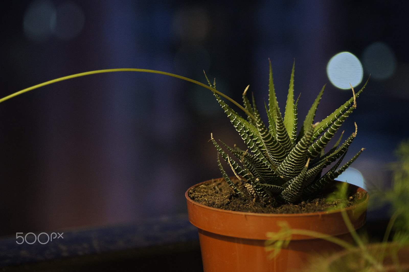 Sony Alpha DSLR-A580 sample photo. Aloe photography