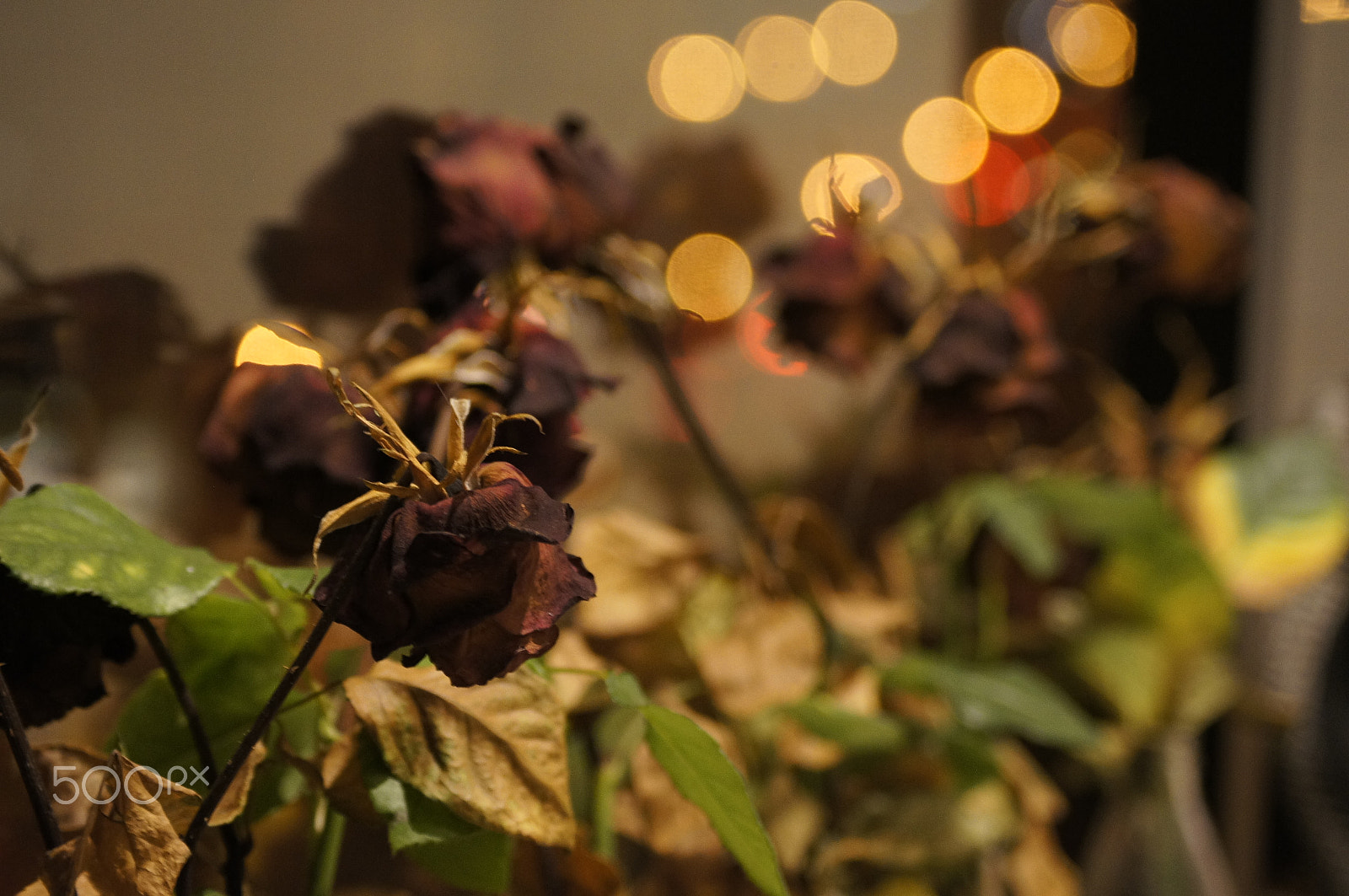 Sony Alpha DSLR-A580 sample photo. Dead roses photography