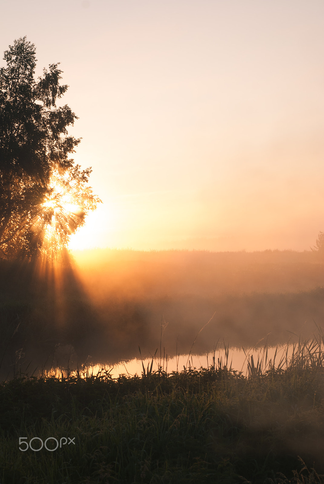 Nikon D80 + AF Nikkor 50mm f/1.8 N sample photo. The rays of sun through a fog and tree's photography