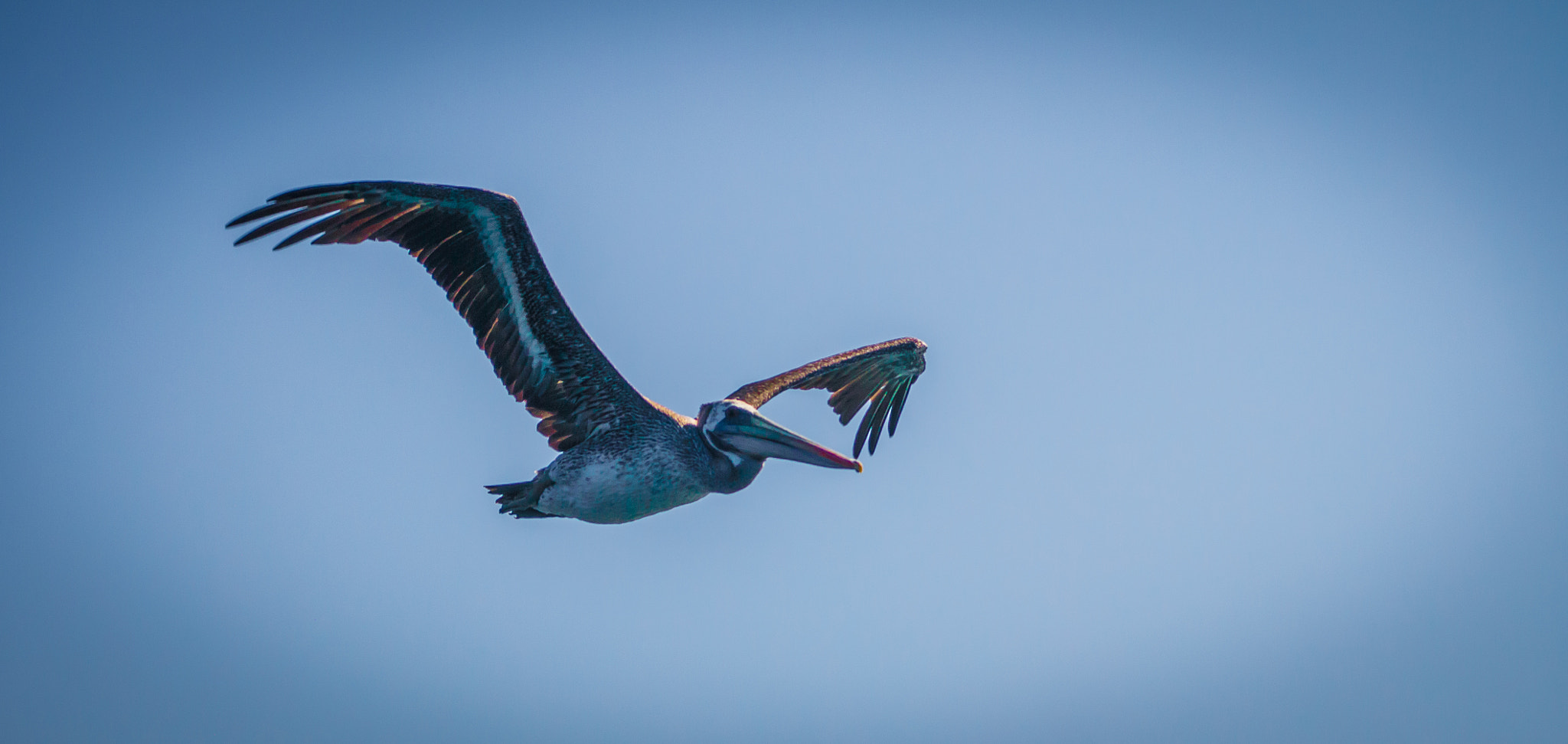 Panasonic Lumix G Vario 45-200mm F4-5.6 OIS sample photo. Pelican , national reserve of paracas photography