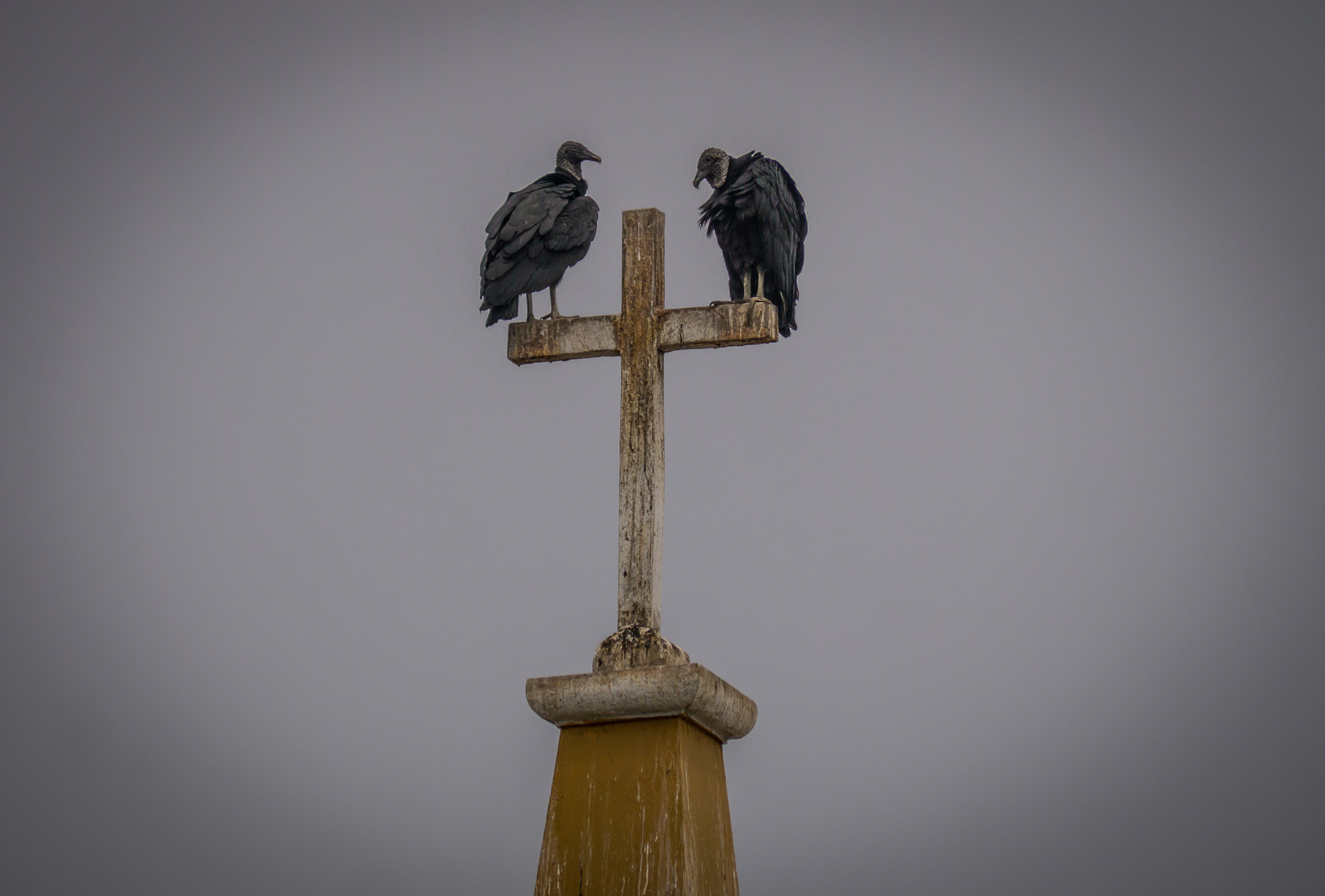 Panasonic Lumix G Vario 45-200mm F4-5.6 OIS sample photo. Black vulture birds photography
