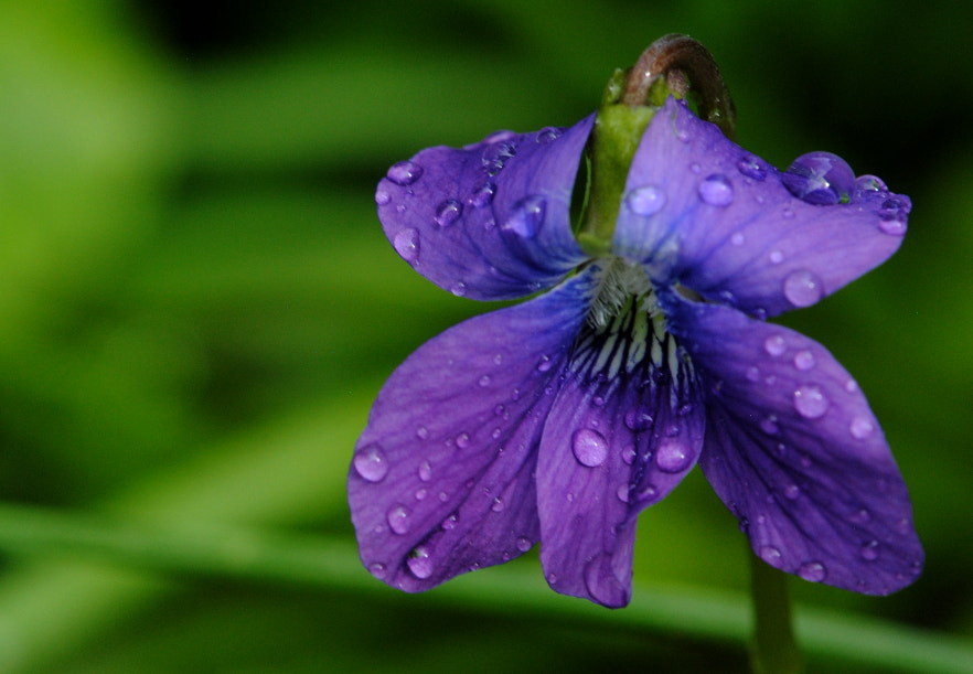 Nikon AF-S Micro-Nikkor 105mm F2.8G IF-ED VR sample photo. Viola photography