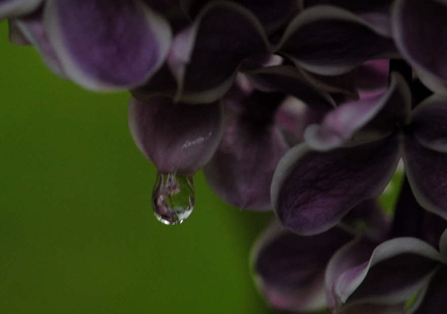 Nikon D3000 + Nikon AF-S Micro-Nikkor 105mm F2.8G IF-ED VR sample photo. Lilac in the droplet mirror photography