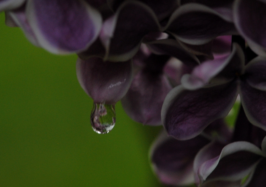 Nikon AF-S Micro-Nikkor 105mm F2.8G IF-ED VR sample photo. Lilac in the droplet mirror photography