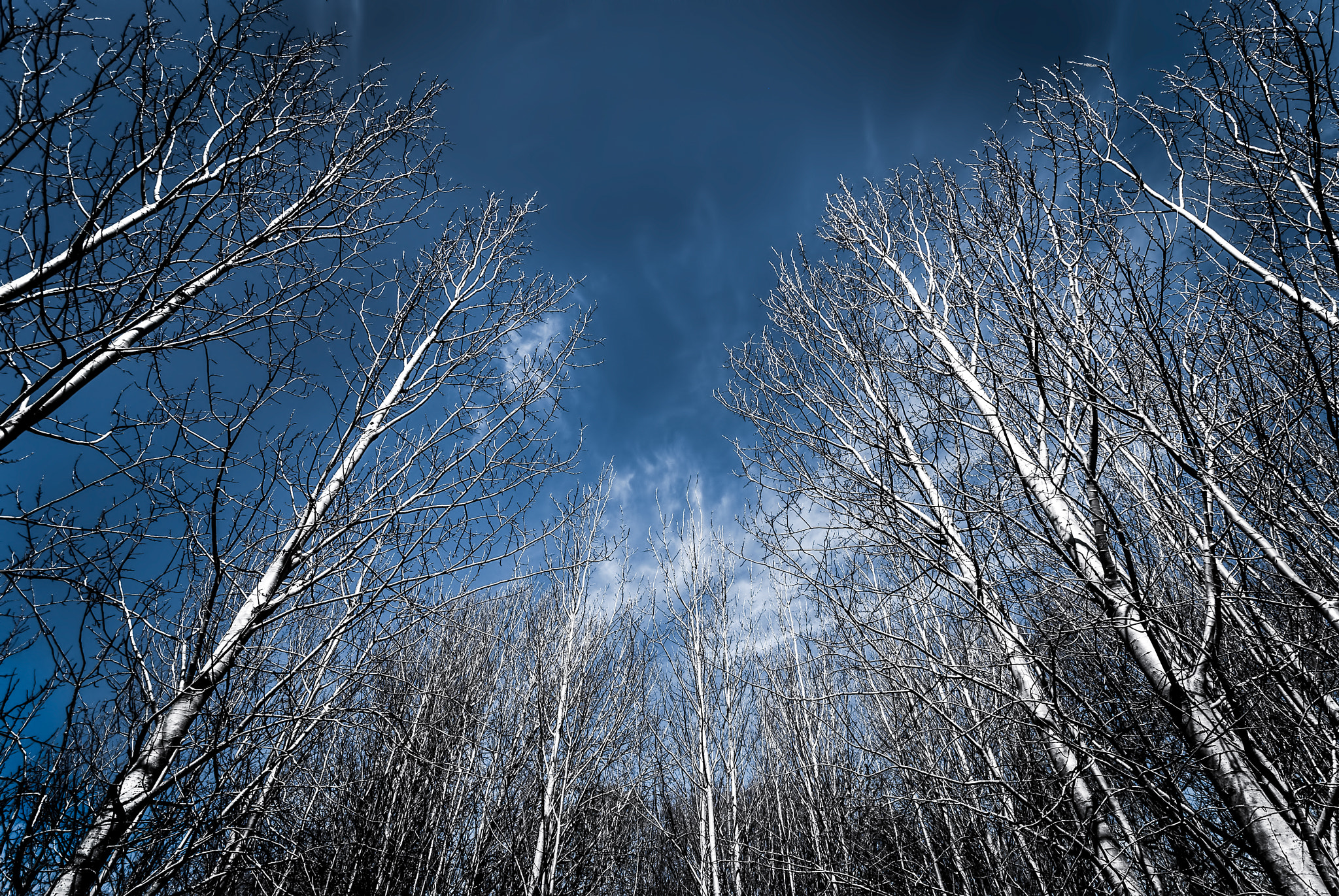 Sigma 10-20mm F4-5.6 EX DC HSM sample photo. Winter tree photography