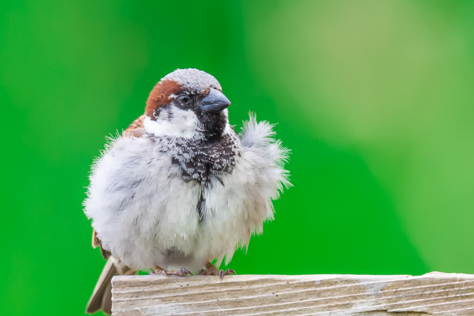 Nikon D5 + Nikon AF-S Nikkor 600mm F4G ED VR sample photo. Windy day... photography