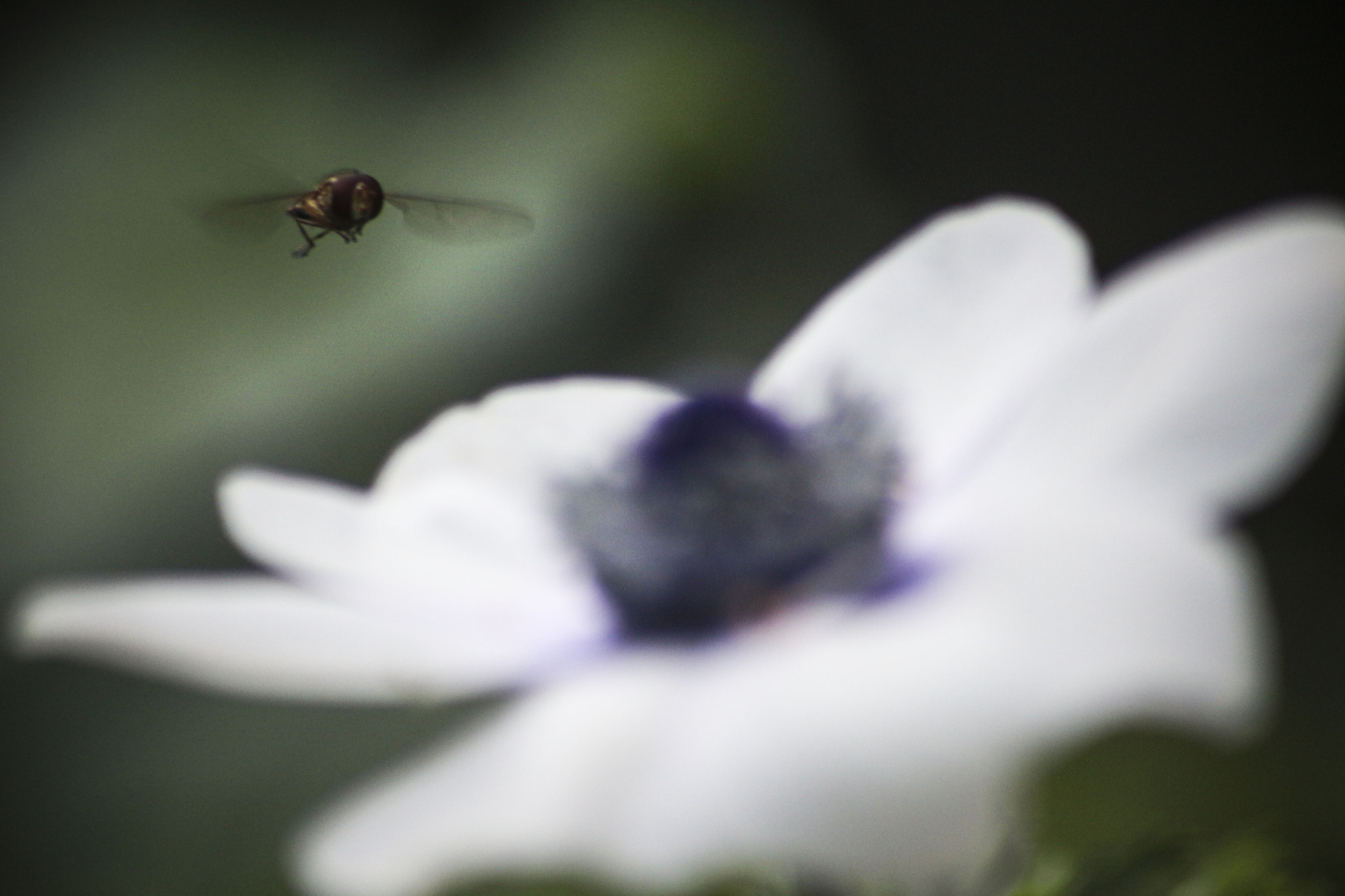 Sigma 70-300mm F4-5.6 APO DG Macro sample photo. Di fiore in fiore photography