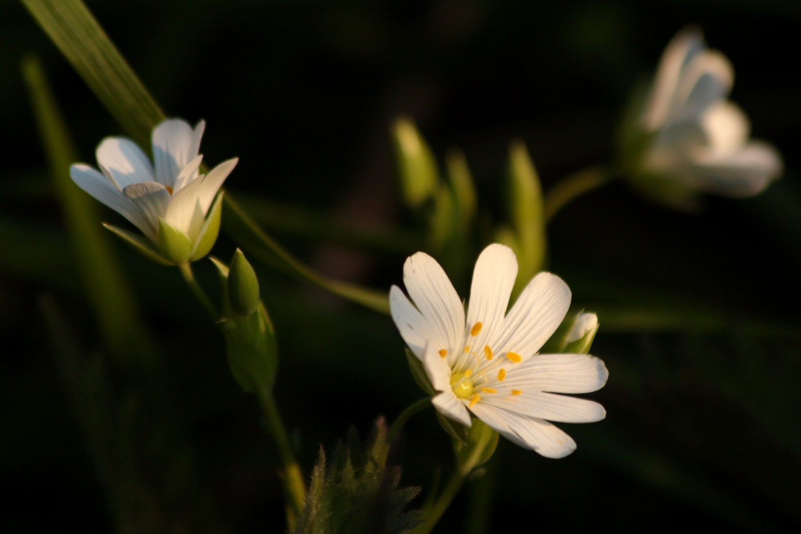 Canon EF 70-300mm F4-5.6 IS USM sample photo. Flowers photography