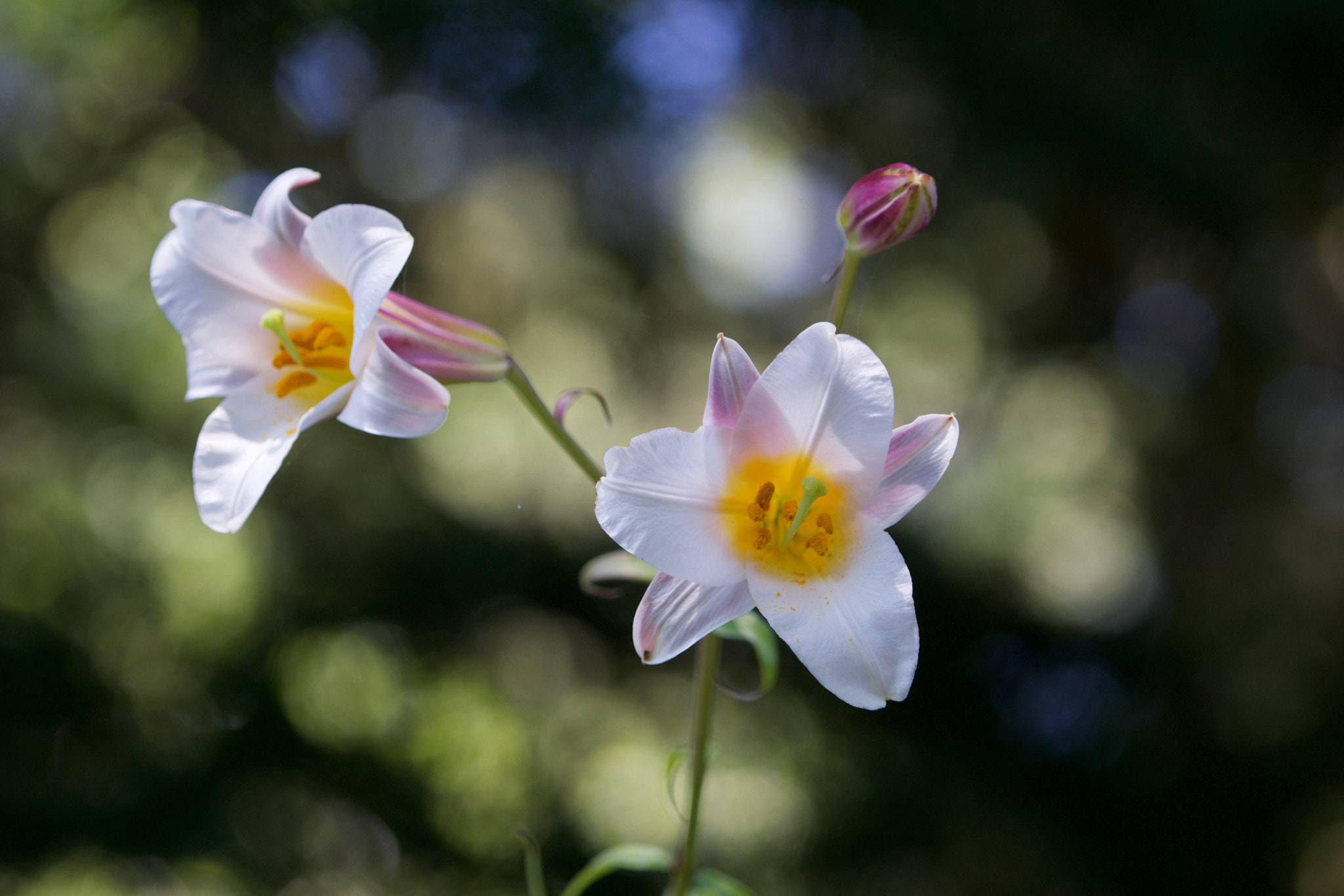 Sony a6000 + Sony FE 70-200mm F4 G OSS sample photo. Walk in the garden photography