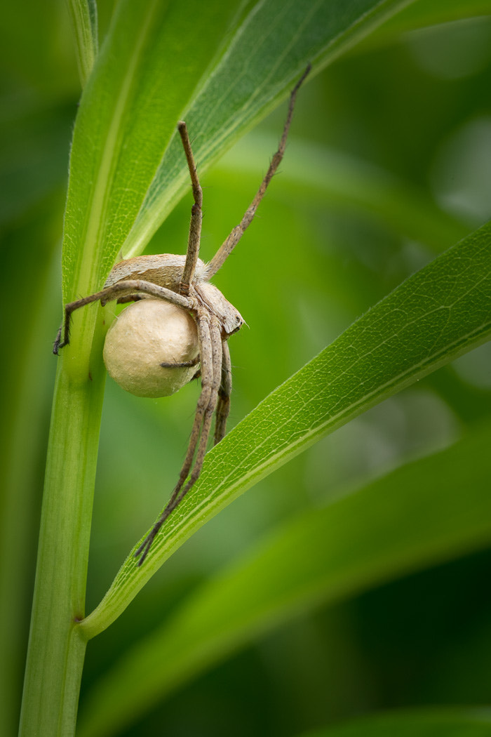 Sony a7 II + 105mm F2.8 sample photo. Nursery web spider photography