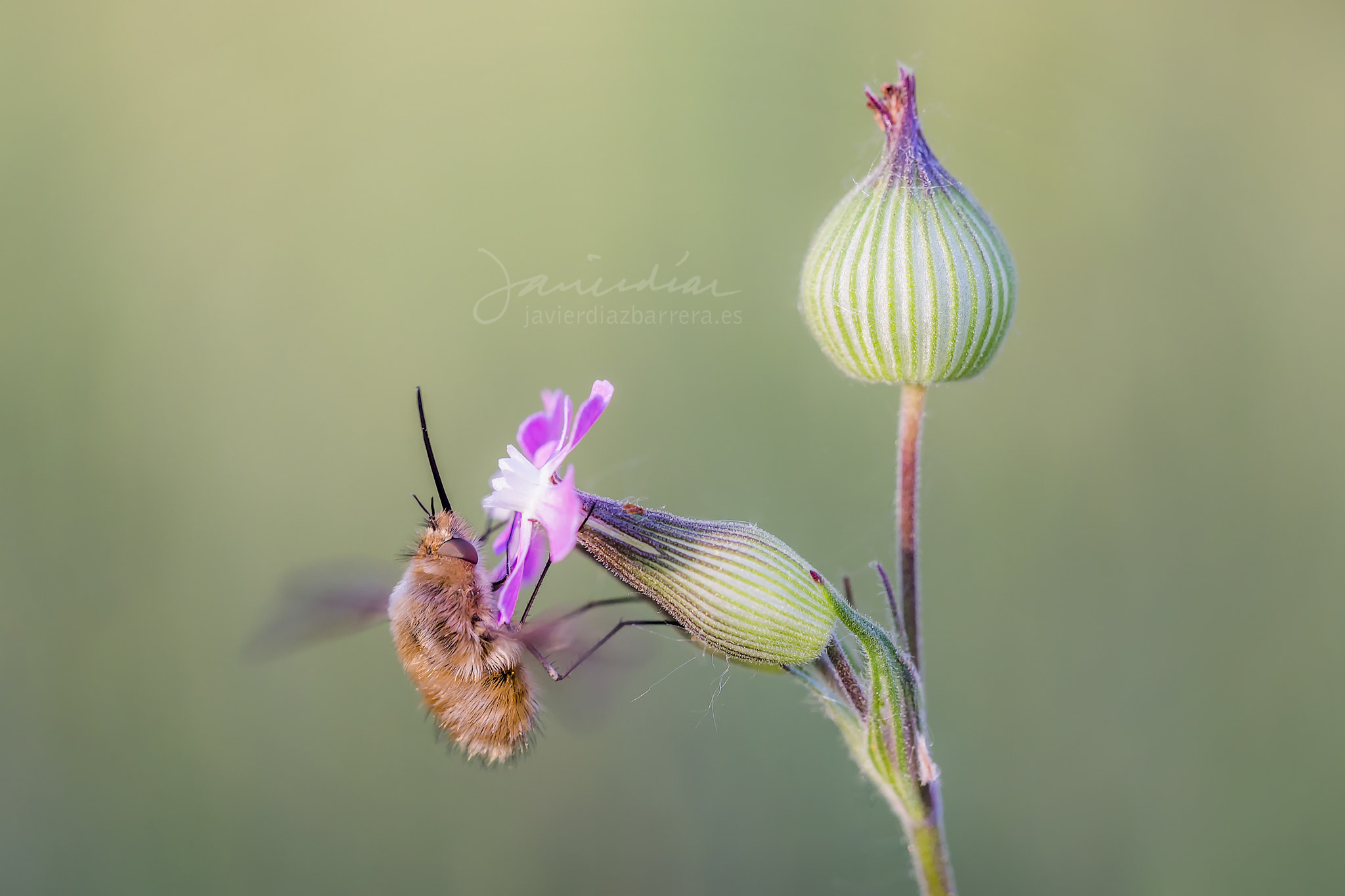 Sony a99 II + Sigma 180mm F3.5 EX DG Macro sample photo. Bombylius major on silene conica photography